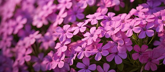 Aufkleber - Radiant Pink Blossoms Bathed in Golden Sunlight - Spring Beauty Concept