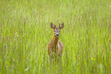 Sticker - portrait of roe deer in amongst long grasses