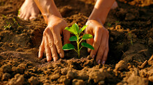 Planting a young tree. Hands close up