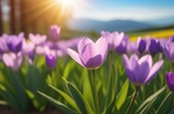 Fototapeta Tulipany - flowers tulip in a sunny spring day