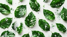 Fresh Green Leaves With White Splashes For Healthy Environment Decor. Natural Patterned Foliage For Fresh Interior Design Themes. Vibrant Green Leaves With White Spots For Botanical Background.