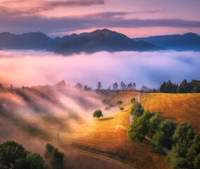 Wall Mural - aerial view of alpine meadows and mountains in low clouds at colorful sunrise in summer. top drone v