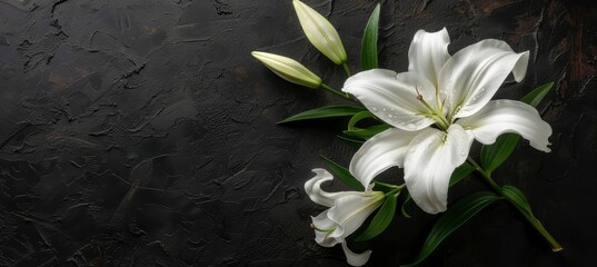 Wall Mural - Elegant funeral lily displayed on a dark background with generous space available for text placement