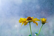 Yellow flower in the rain with bokeh background,