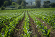 Young Crops Thriving in Sunlit Farm Rows