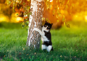 Sticker - funny and a surprised cat stands near the trunk of a birch tree in a sunny spring park