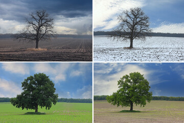 Abstract image of lonely tree in winter without leaves on snow, in spring without leaves on grass, in summer on grass with green foliage and autumn with red-yellow leaves as symbol of four seasons