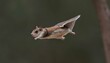 A Flying Squirrel With Its Wings Gliding Silently