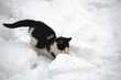 a little kitten is playing in the snow