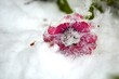 a flower under the snow