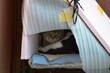 cats hidden in a made house