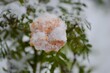a flower under the snow