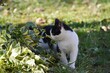 little black and white cat on a green meadow