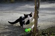 a little black and white cat is playing