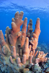 Wall Mural - Caribbean coral garden