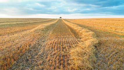 Sticker - A lone tree in a large field during the harvest.