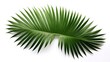 Tropical Green Palm Leaf Cut-Out: Photorealistic (8K)

