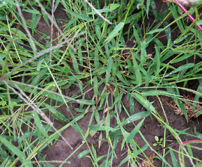 Sticker - In the field, like a weed, grows Digitaria sanguinalis