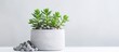 A small houseplant, a succulent plant, is sitting in a white flowerpot on a white table. It adds a touch of greenery to the indoor landscape