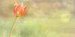 Einzelne Tulpe mit Textfreiraum zum Beschreiben