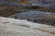 African penguin at Boulders Beach, Cape Peninsula, in Simon's Town, Cape town area, South Africa 