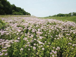 spring flower