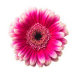pink gerbera flower isolated on a white background