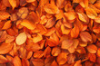 Detailed view of orange leaves, perfect for autumn themes