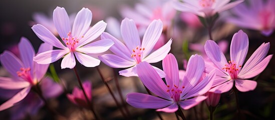 Poster - A cluster of vibrant purple flowers, likely Herbaceous plants, are blooming amidst the green grass. The Violet petals add a splash of color to the terrestrial landscape