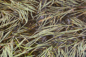 Wall Mural - Green plant with leaves in water.