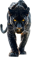 Wall Mural - Sneaking black panther isolated on white background as transparent PNG