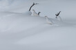 Two White-tailed Ptarmigan Lagopus leucura in winter camouflaged against snow