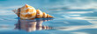 close-up of a seashell on the beach on the water with its reflection on the surface of the water, ,the concept of tourism,travel,beach holidays,spa industry,relaxation
