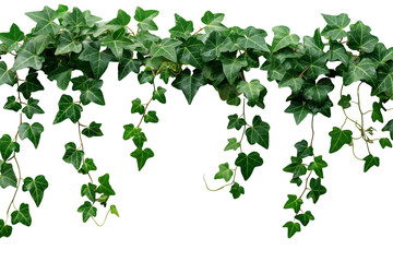 Wall Mural - Vining green plant isolated on transparent background