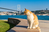 Fototapeta  - Cat and Bosporus bridge in Istanbul