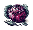 Red cabbage hand drawn vector illustration