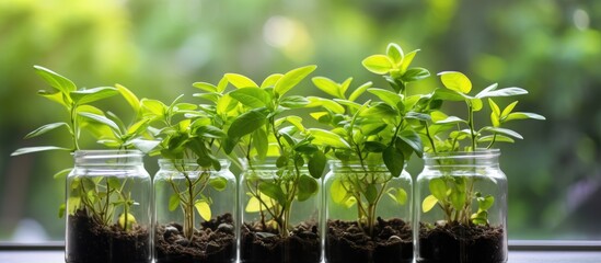 Canvas Print - The row of jars contains various plants growing in them, including houseplants, flowers, grass, and terrestrial plants. Each jar is filled with liquid and water to sustain the plant growth