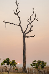 Wall Mural - dead tree or dry tree sunset background.