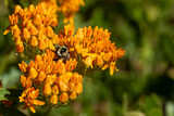 Fototapeta Sawanna - Bee Pollinates Butterfly Milkweed Blooms
