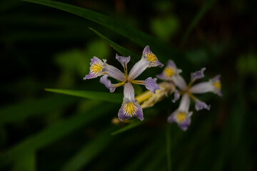 Poster - Yellow and Purple Iris Petals with Selective Focus