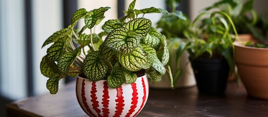 Canvas Print - A terrestrial plant in a flowerpot sits on a table among other creative arts. The natural materials add a touch of nature to the event, complementing the natural foods being served