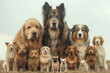 Nietypowa rodzina psów, ilustracja