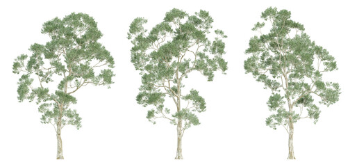 3d render of eucalyptus saligna tree on transparent background, png plant.