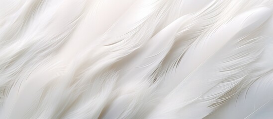 A detailed closeup showcasing the delicate details of a white feather against a pristine white background, highlighting its soft texture and intricate pattern