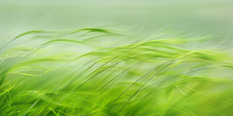 abstract spring grass background with fresh long grassy field on a windy summer day. blue sky and no