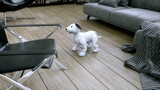 Fototapeta Perspektywa 3d - small funny robotic smart dog wakes up in the room. 3d rendering.
