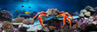 Exploring The Undersea World: A Fascinating Look At Crabs In Their Natural Marine Habitat In Vivid Colors
