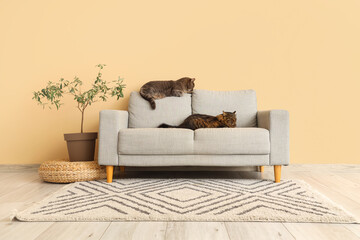 Canvas Print - Cute cats lying on grey sofa at home