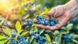 © Ilja - Hand holding ripe blueberries, assortment against blurred background with space for text placement