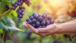 © Ilja - Hand holding fresh grapes with selective focus on grapes, blurred background with copy space